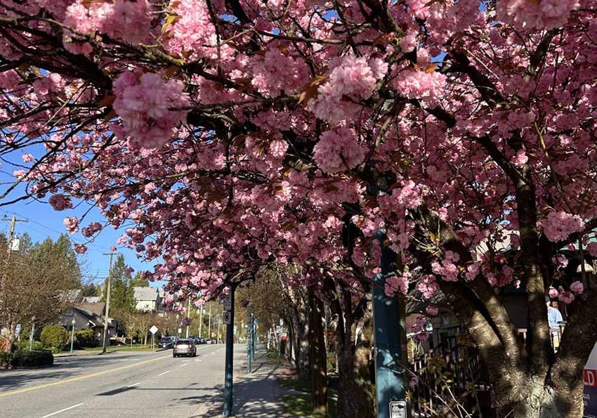 Ashton House Lilacs 11